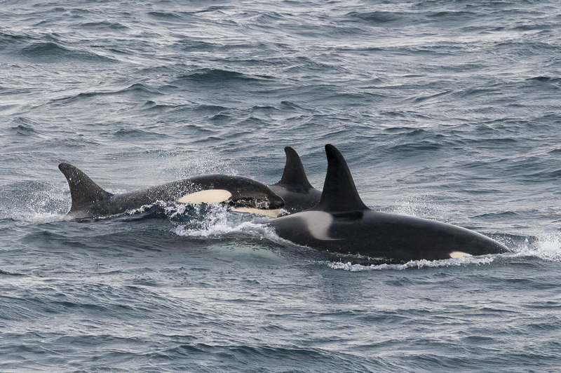 Orka's