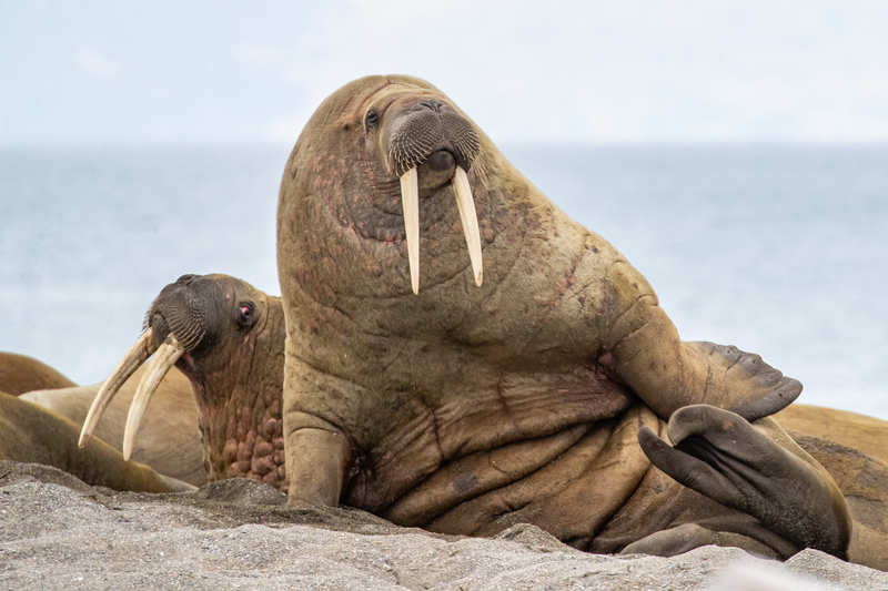 Walrussen